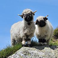 Valais Blacknose / Blacknosed Swiss sheep (Ovis aries) in the Alps, Valais, Switzerland
<BR><BR>More images at www.arterra.be</P>
